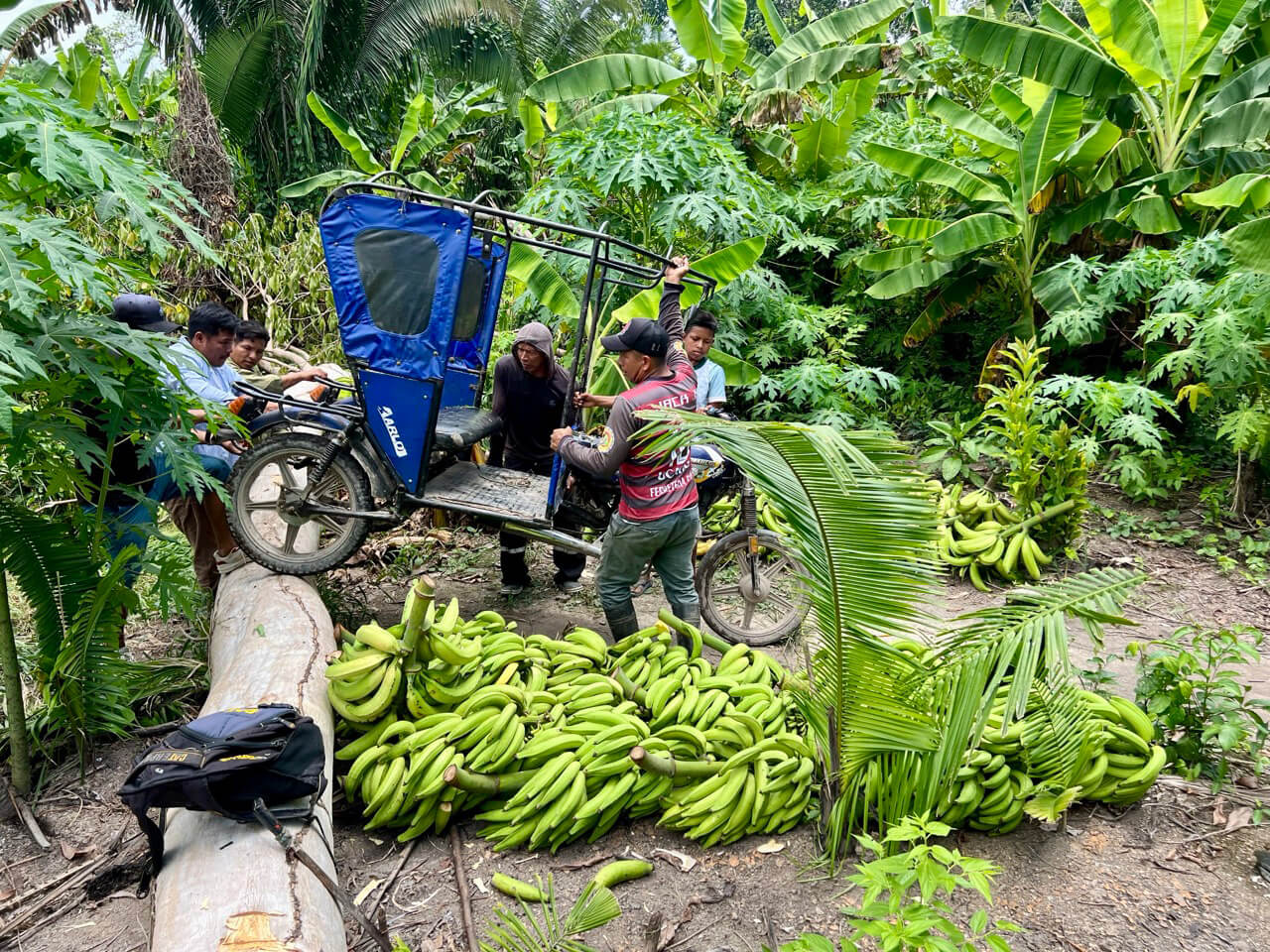Bananas