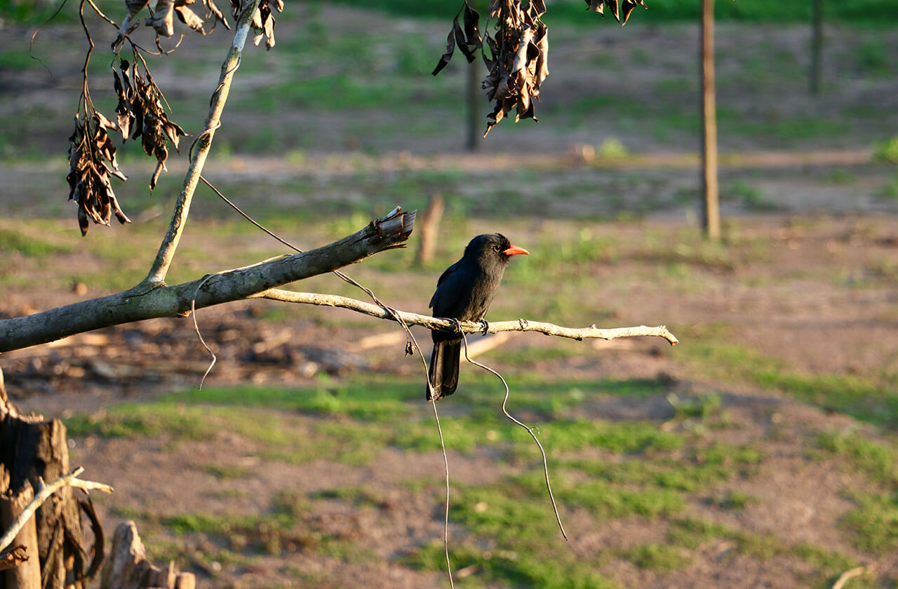 Bird