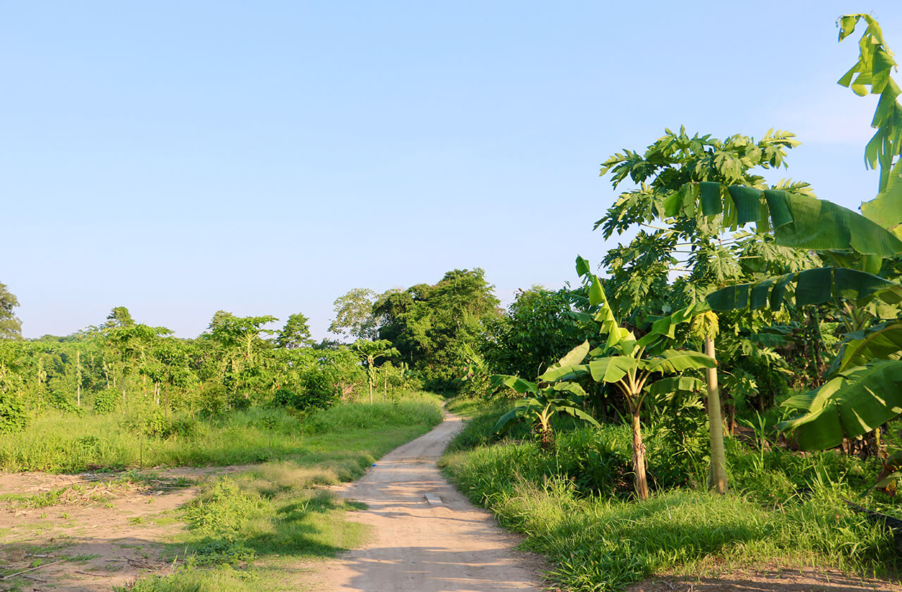 Nature