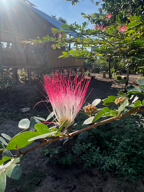 Nature